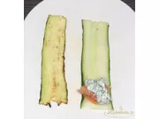Zucchiniröllchen mit Lachs